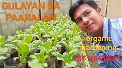 My first harvest || urban gardening|| GULAYAN SA PAARALAN # ...