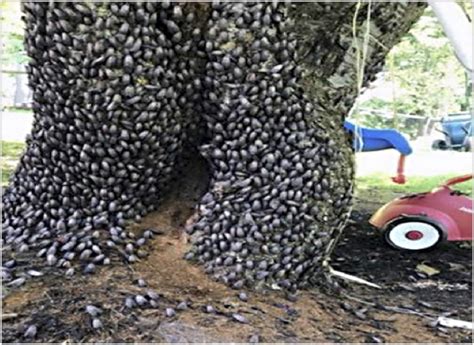 The invasive Spotted Lanternfly has made its way into New York – Westside News Inc