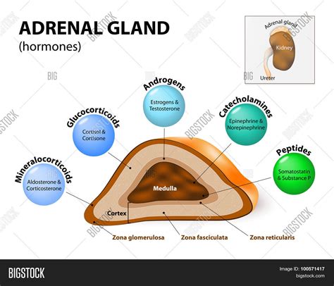 Adrenal Gland Hormone Vector & Photo (Free Trial) | Bigstock