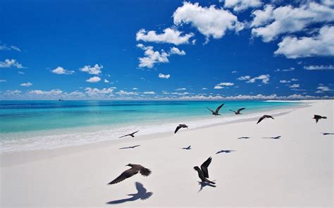 Bird Island in the Seychelles: Nature tourism at its best | Indian ...