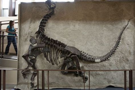 The skeleton of a young camarasaurus | Dinosaur, Fossils, Skeleton