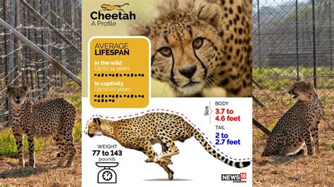 India's Cheetah Reintroduction Project: Some facts about the world's ...