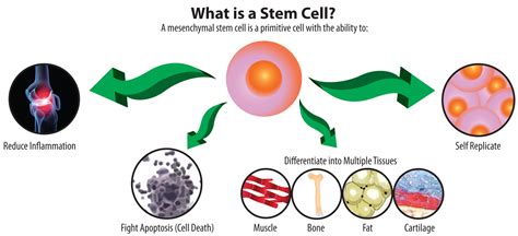 Anti-aging stem cell therapy shows "remarkable" results in human trials ...