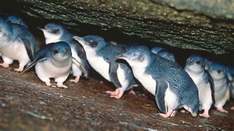 DNA shows New Zealand's little penguins are actually Aussie invaders | Penguins, Penguin species ...