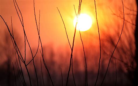 Grass silhouette, sunset, sunlight, landscape, nature HD wallpaper ...