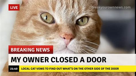 breaking news | Cats | Know Your Meme