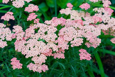 Achillea millefolium 'Pink Grapefruit' (Yarrow)