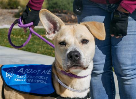 Castaic Animal Care Center hosts pet adoption day