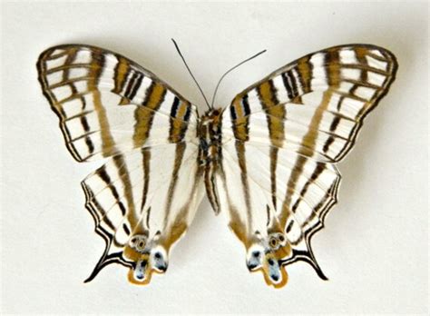 Butterfly Real Dried Butterfly Specimen Terrarium Accent