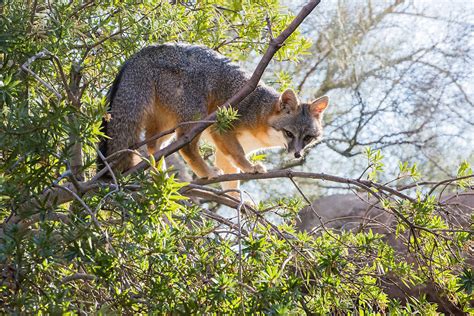 A Fox in a Tree? Gray Foxes Are Good Climbers