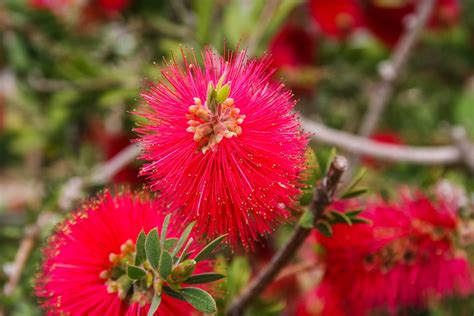 Flower Mimosa Pudica Free Photo Download | FreeImages