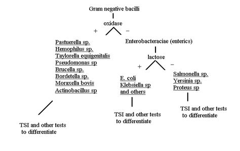 Gram Negative Bacilli Identification Chart