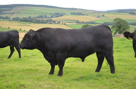 bulls Archives - Aberdeen-Angus Cattle Society