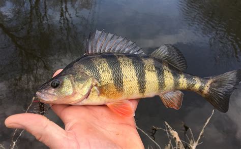 Maryland Biodiversity Project - Yellow Perch (Perca flavescens)