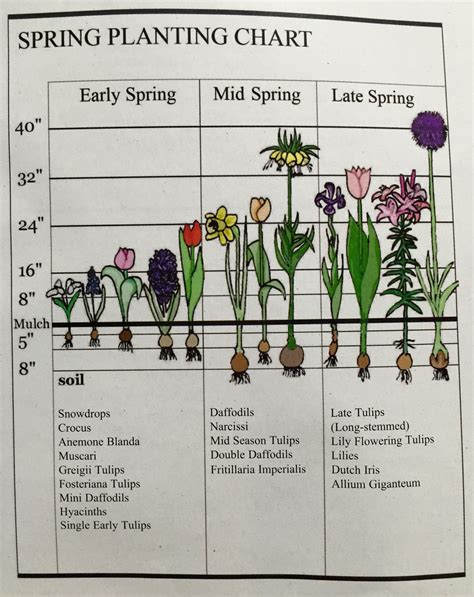 blooming chart for spring | Plants, Planting bulbs, Garden bulbs