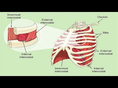 Intercostal Muscle Strain - YouTube