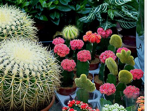 Free Images : nature, cactus, white, flower, food, produce, botany, colorful, garden, cacti ...