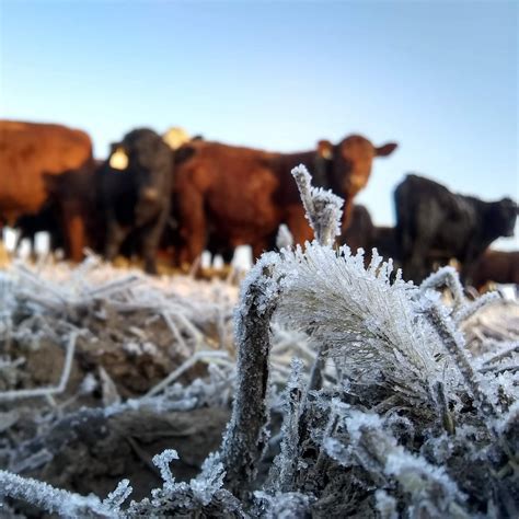 How do you feed grass-fed beef regeneratively in winter? - Riemer ...