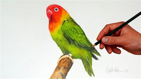 Love Birds Drawing Images at GetDrawings.com | Free for personal use ...