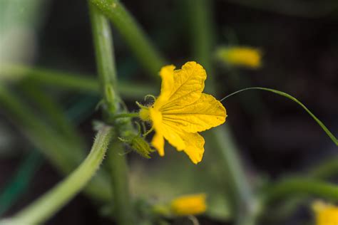 Cucumber Plant Only Producing Male Flowers - GFL Outdoors