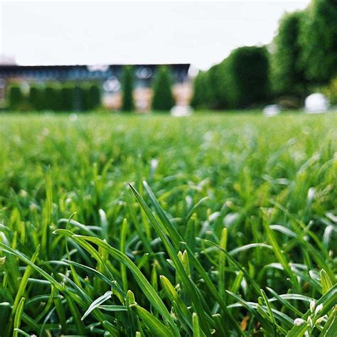 What To Know About Turf Grass | The Family Handyman