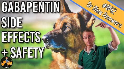 Gabapentin in Dogs – Safety and Side Effects – Dog Health Vet Advice – HousePetsCare.com