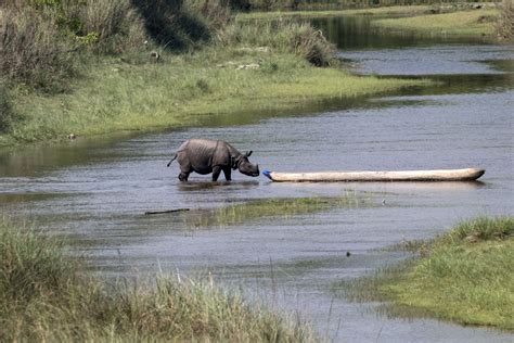 Nepal has 752 one-horned rhinos, new census reveals