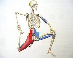 Psoas Muscle and Lower Back Pain | PhysioLogic