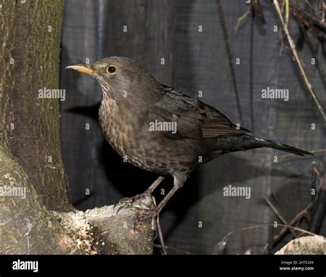 Female Eurasian Blackbird Stock Photo - Alamy