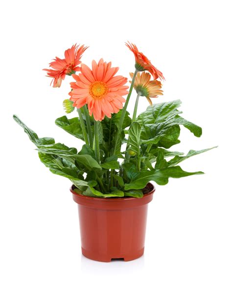 Red Gerbera – Gary's Garden