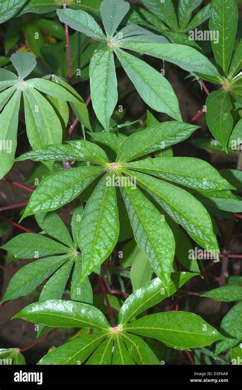 Cassava plants in Nigeria Stock Photo - Alamy