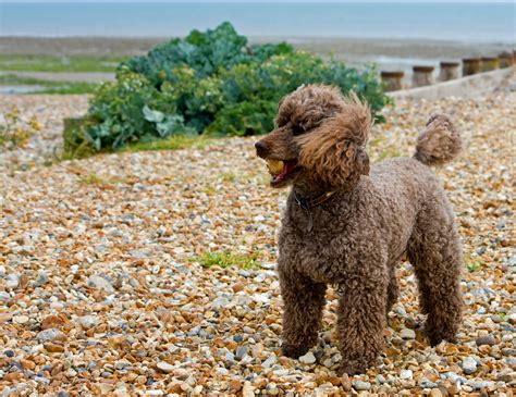 Miniature Poodle Dog Free Stock Photo - Public Domain Pictures