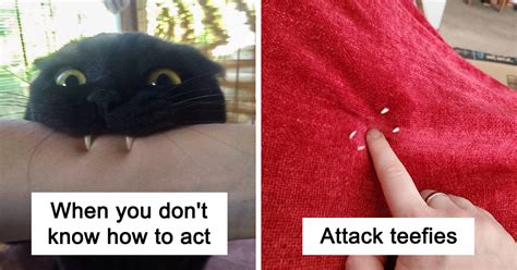 40 Times Cat Owners Got Fascinated By Their 'Teefies'