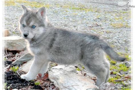 #CatsAreSmart #Catsuit | Wolf hybrid puppies, Siberian cats for sale, Wolf puppies for sale