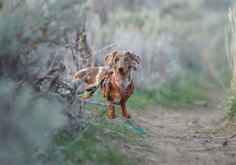 5 Ways I Prevent Ticks on My Dogs - YouDidWhatWithYourWiener.com