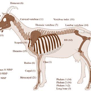 A complete right metacarpal of gazelle (Gazella gazella). Cranial ...