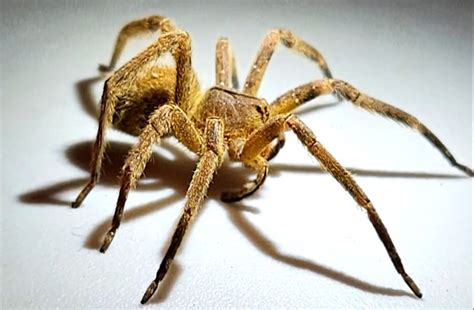 Capturan peligrosa araña de origen brasileño en un comercio de Piriápolis