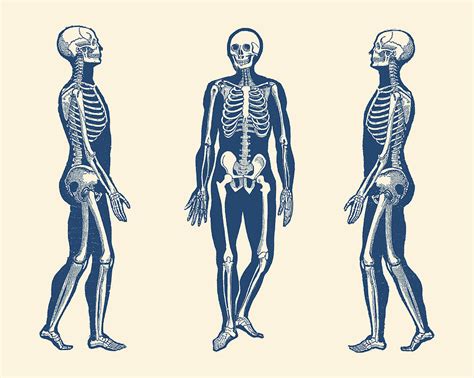 Side View Skeleton - Vintage Anatomy Print Drawing by Vintage Anatomy Prints - Fine Art America