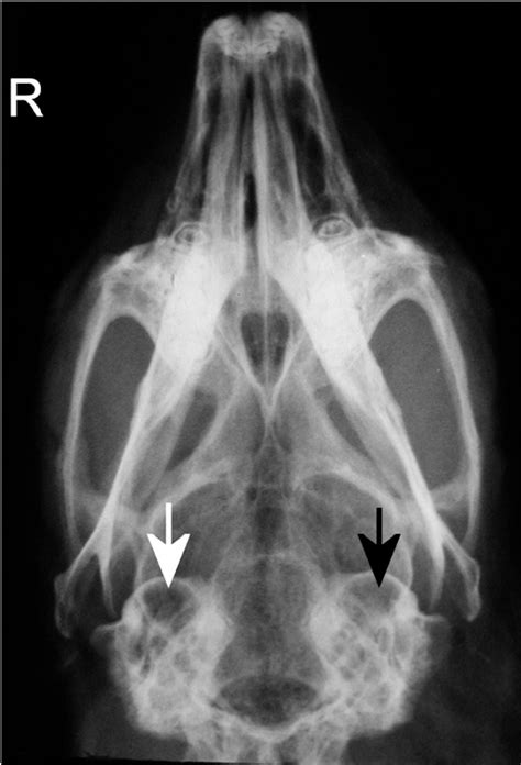 Figure 2 from Comparison of ultrasonography, radiography and a single computed tomography slice ...