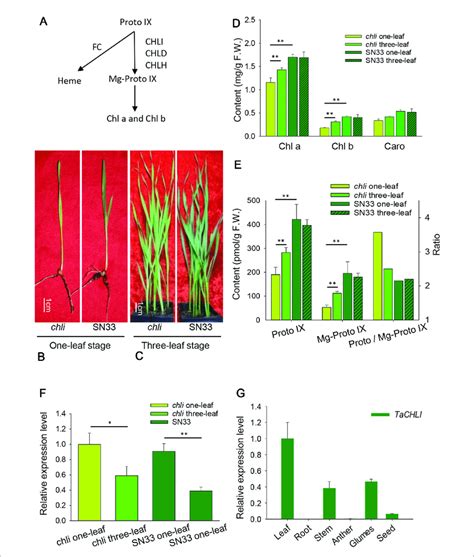 | Characterization of chli and SN33. (A) Mg-Proto IX biosynthesis in... | Download Scientific ...