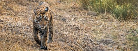 Bandhavgarh Archives - Wildlife Photography India