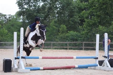 Can all horses really jump? (You'll be surprised!) - Horse Rookie