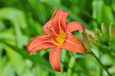Lily Flower Sword - Free photo on Pixabay