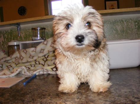 Beautiful Biewer Terrier | Puppies For Sale