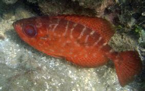 Glasseye Snapper - Heteropriacanthus cruentatus - Caribbean Fish Identification USVI