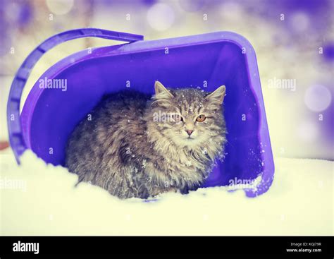 Cat sitting in a basket outdoor in winter in snowfall. The cat hiding from the blizzard Stock ...