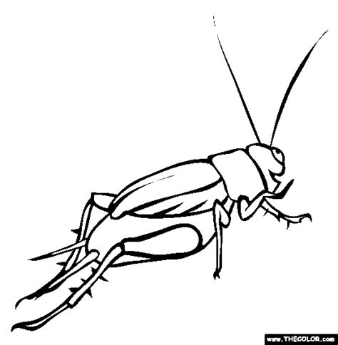 Cricket Insect Coloring Page Coloring Pages