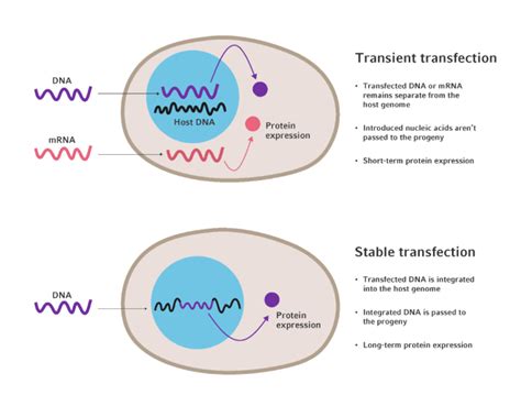 Stable vs transient expression: Which to use and when? - Eppendorf US