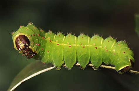 Luna Moth Caterpillar - Life Cycle, Habitat, Pictures, Facts in 2020 | Luna moth, Moth ...