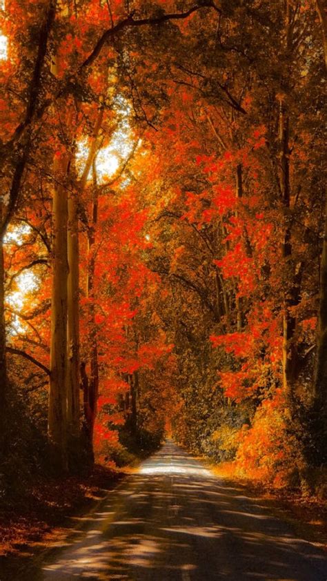 iPhone 6 Autumn Wallpaper - WallpaperSafari